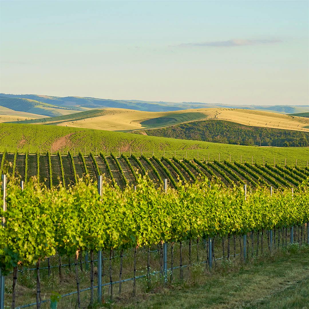 Jett vineyards (Courtesy of Jackson Family Wines)