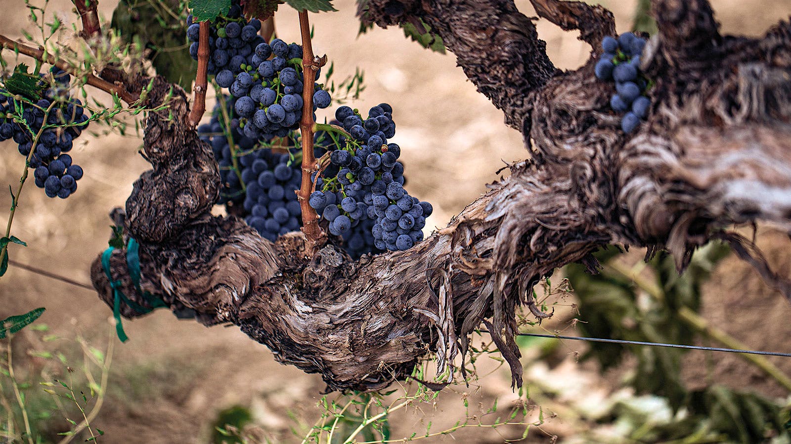 Seghesio Home Ranch Zinfandel: 11 Vintages Reviewed