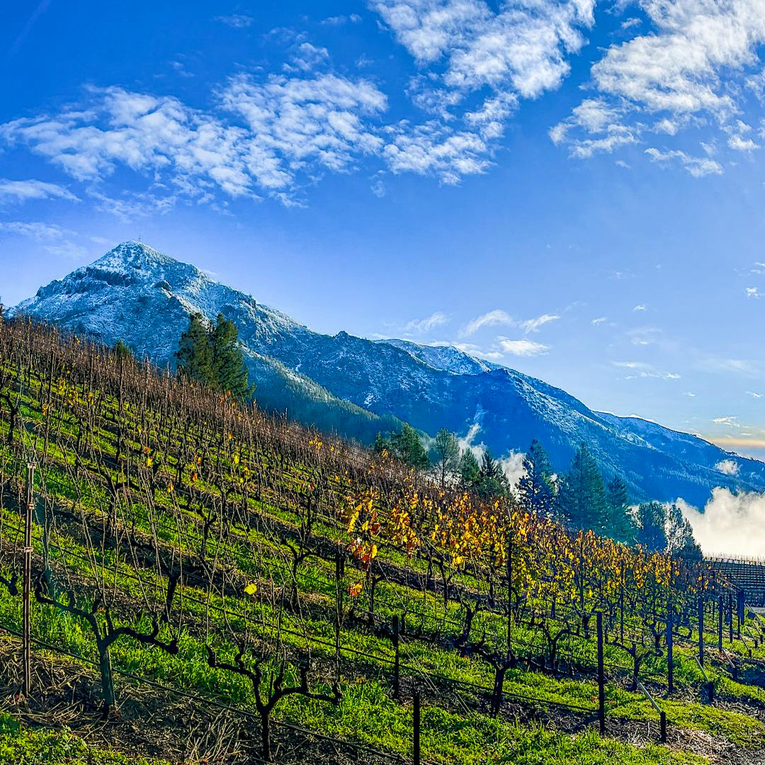 Peter Michael Knights Valley Point Rouge, an estate selection bottling, is among this report’s classic-rated Chardonnays from the exceptional 2023 vintage.