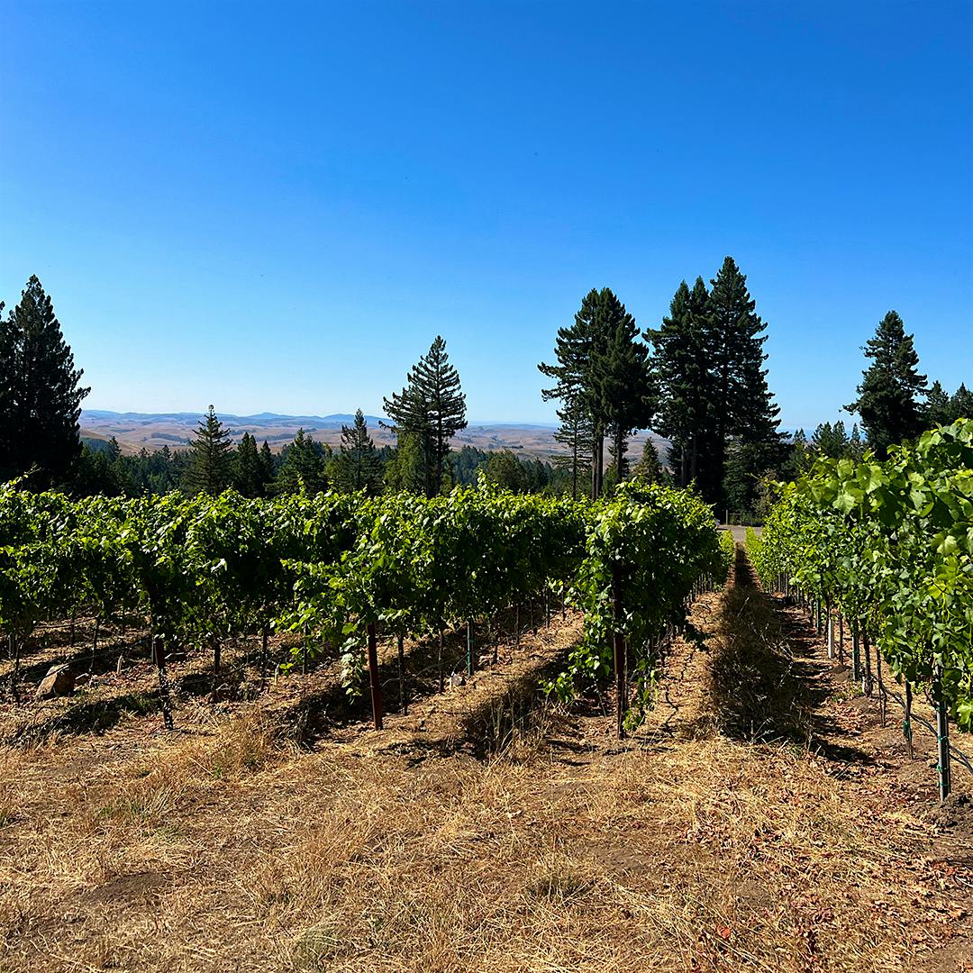 Bodega Ridge Vineyard in Sonoma is one of Dutton's prized spots.