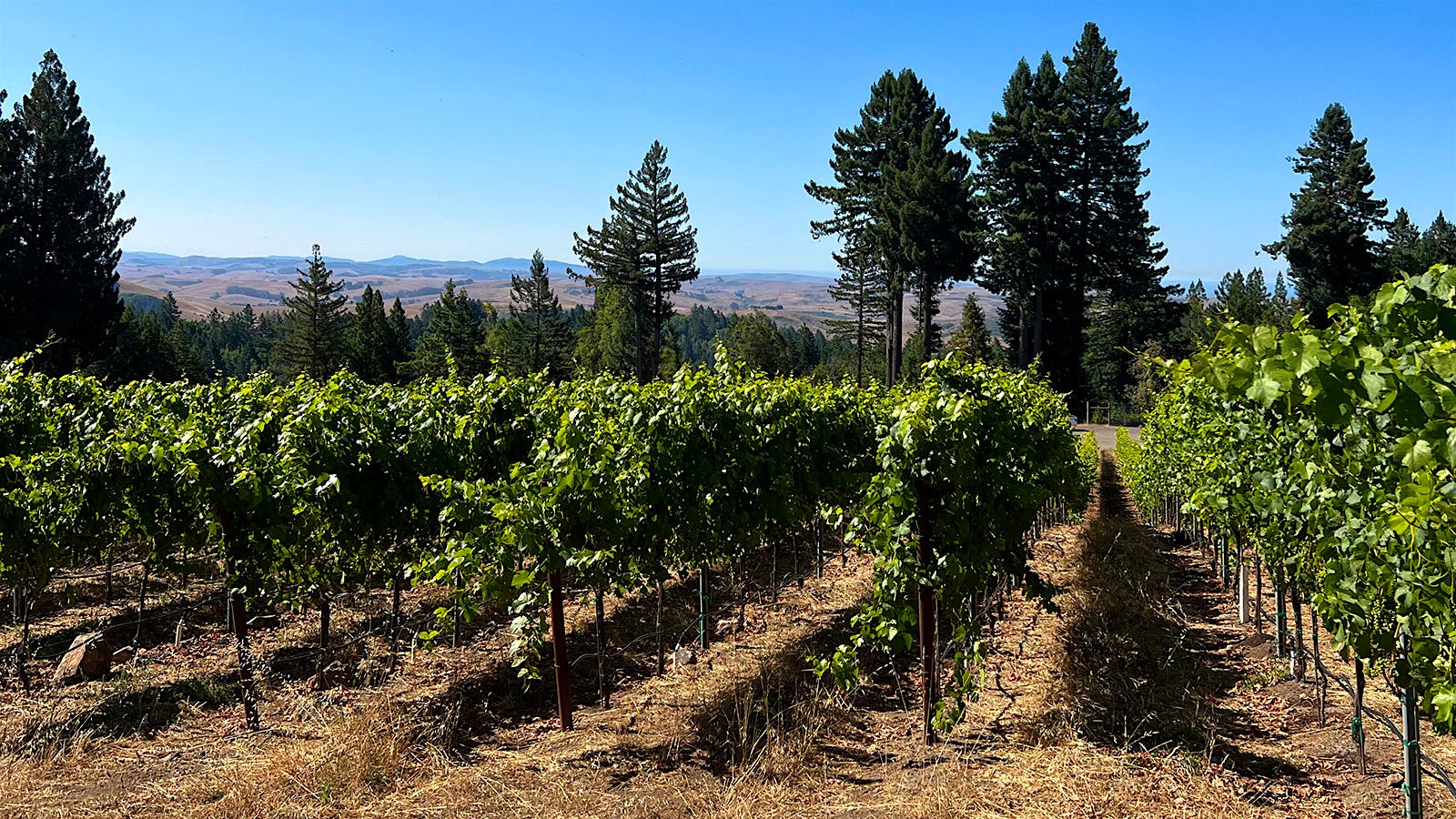 Bodega Ridge Vineyard in Sonoma is one of Dutton's prized spots.
