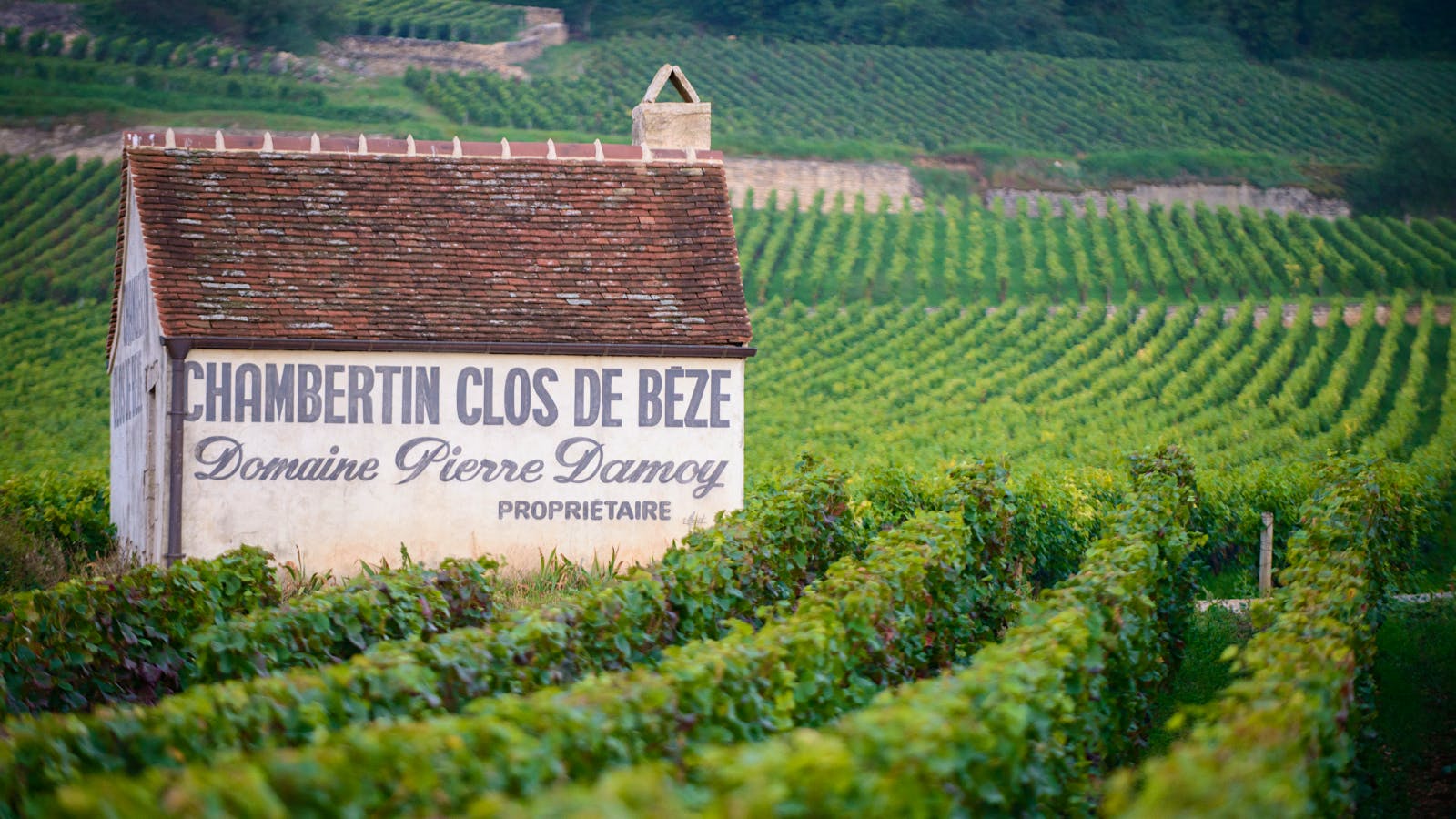 Louis Roederer Expands to Burgundy With Pierre Damoy Deal