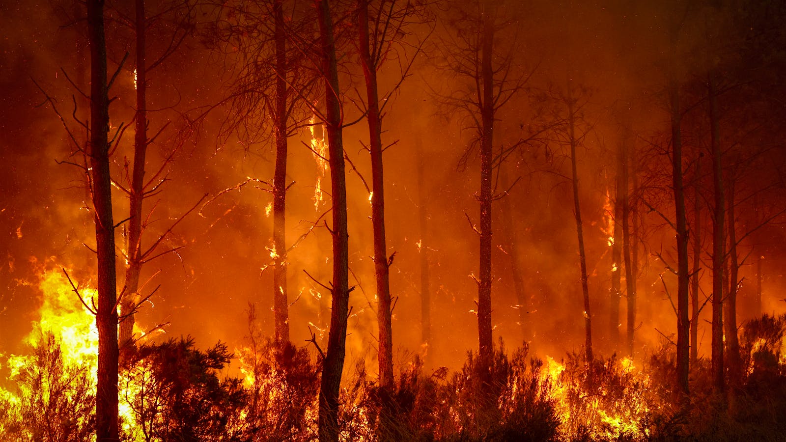 First Heat and Now Flames Impact French Vines