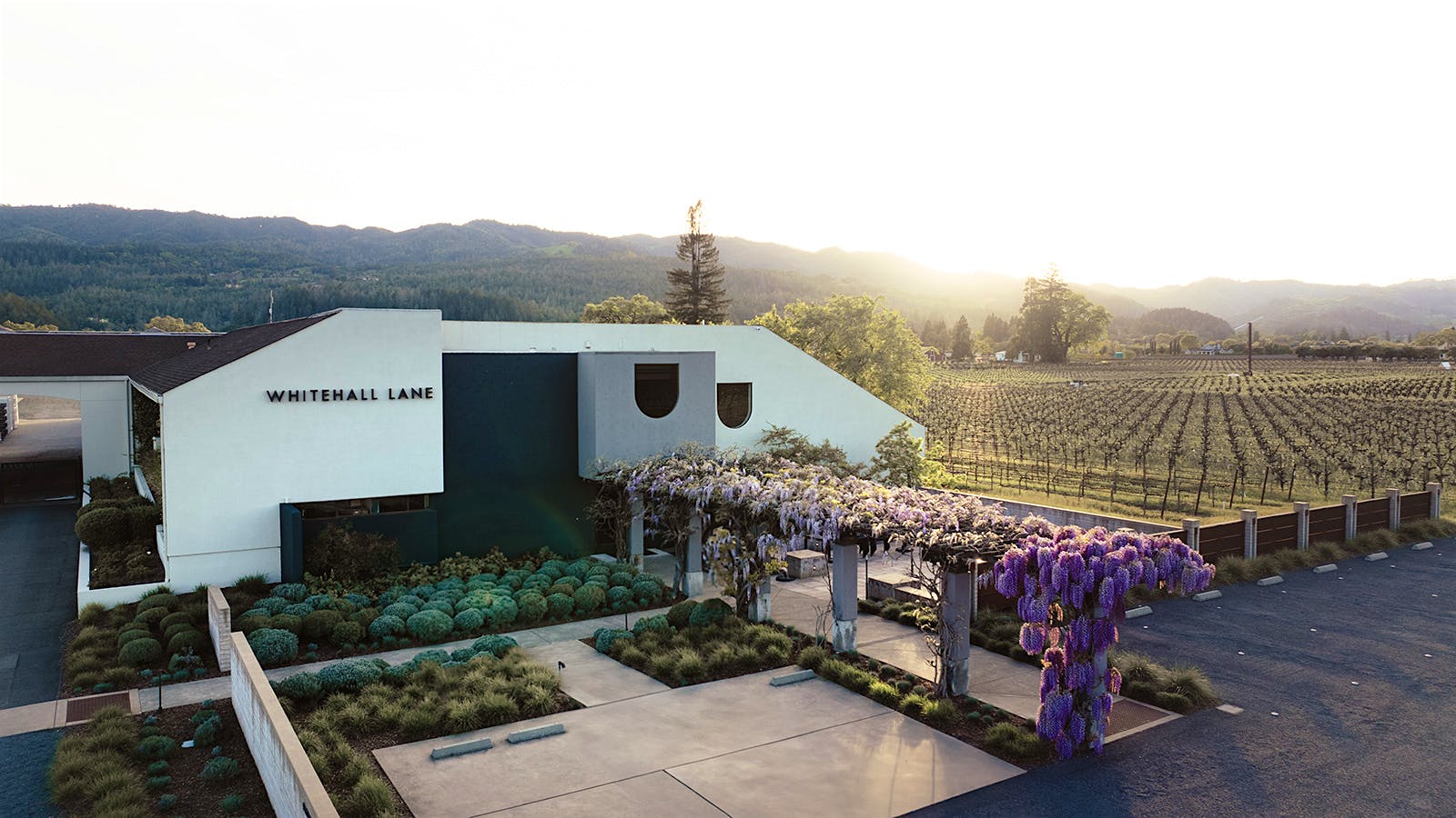 Whitehall Lane in Napa Valley makes noteworthy Sauvignon Blanc using exclusively estate-grown grapes.Thirst-Quenching California Sauvignon Blancs
