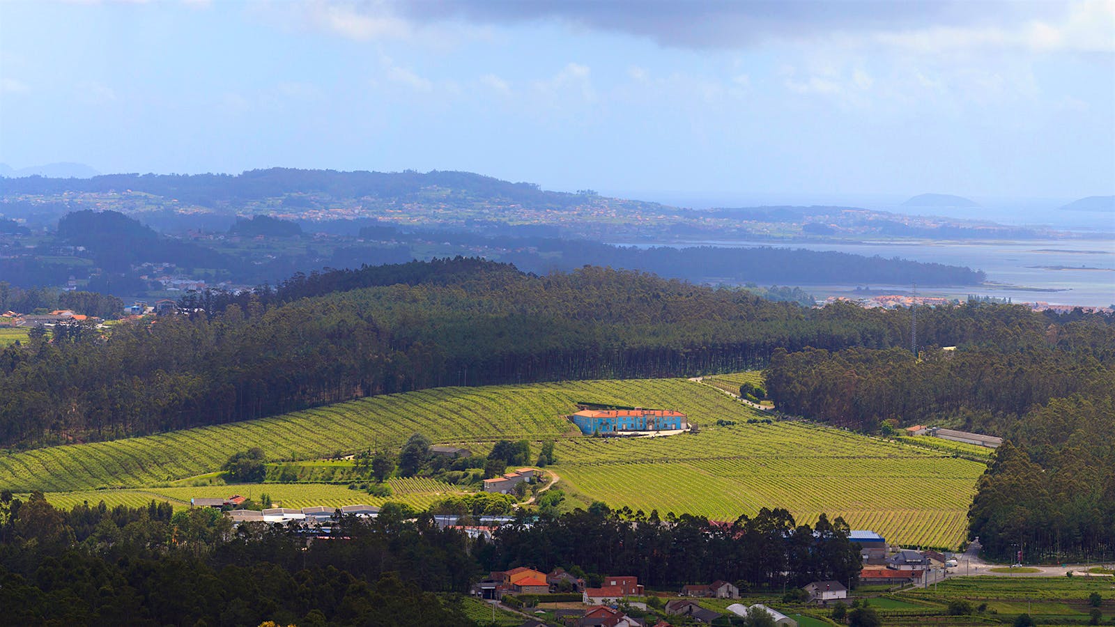 11 Top Newly Released Albariño Wines