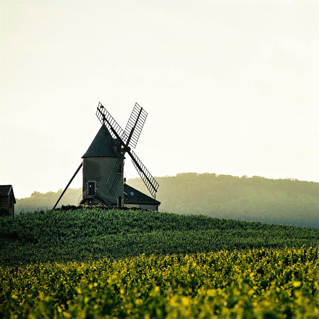 Named for this historic windmill, Moulin-à-Vent produces some of Beaujolais’ most long-lived wines.