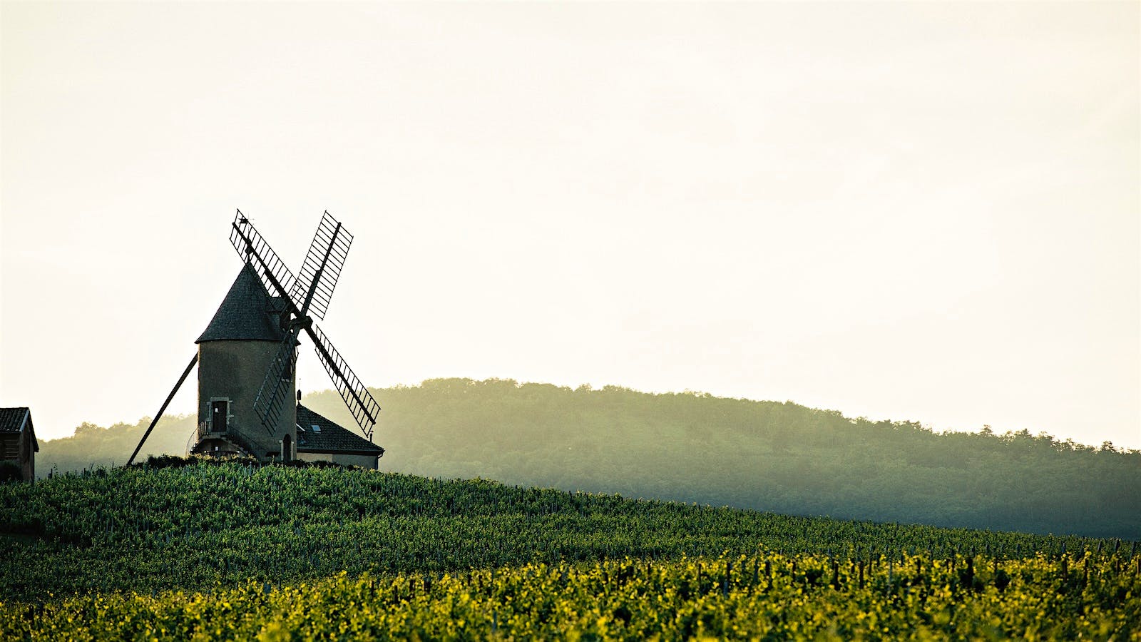 Named for this historic windmill, Moulin-à-Vent produces some of Beaujolais’ most long-lived wines.