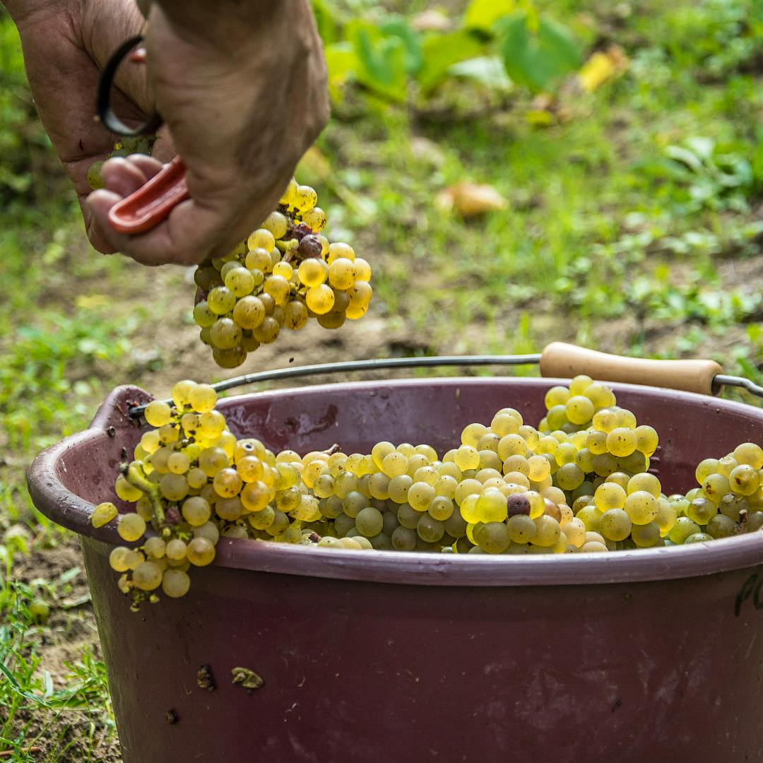 Melon de Bourgogne grapes from Famille Lieubeau, one of the producers that helped establish Muscadet’s <i>cru</i> system.