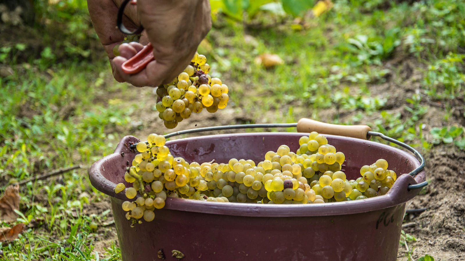 Melon de Bourgogne grapes from Famille Lieubeau, one of the producers that helped establish Muscadet’s <i>cru</i> system.Discover the New World of Muscadet