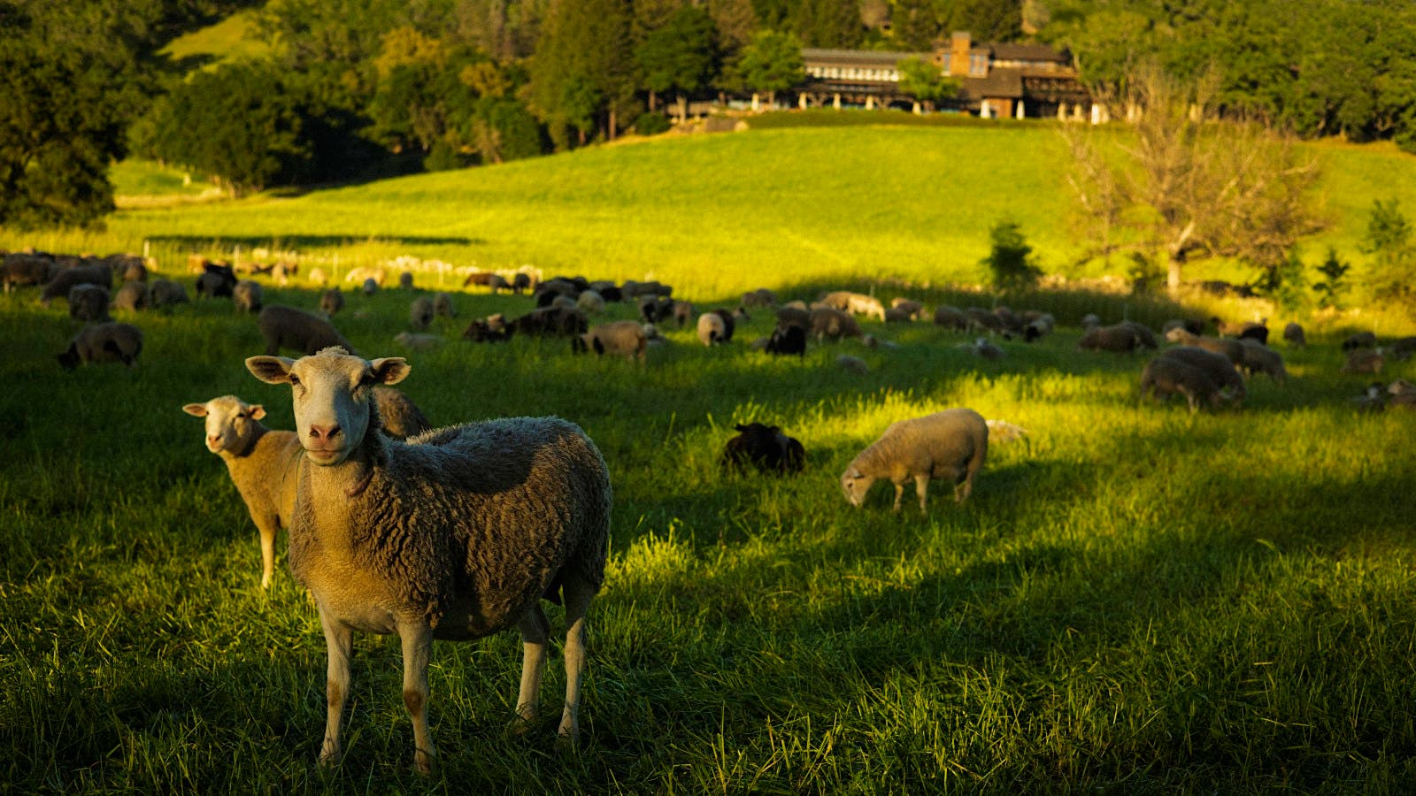 Sheep are part of the farming at Joseph Phelps, which is replanting for future years.