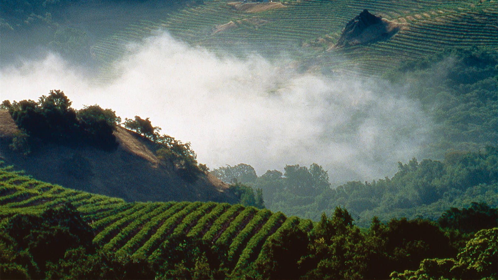  Cain Vineyard on Spring Mountain.] 