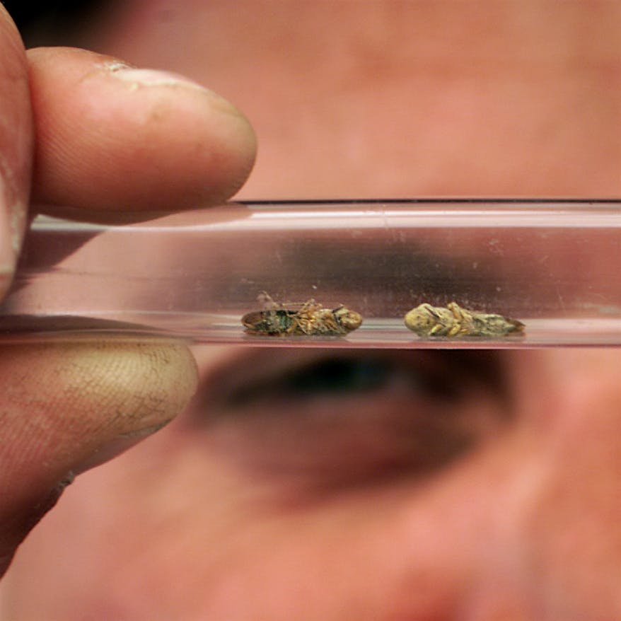 A plant nursery worker looks at two glassy-winged sharpshooters in a vial. The invasive pest has been an occasional problem in California since the 1990s.