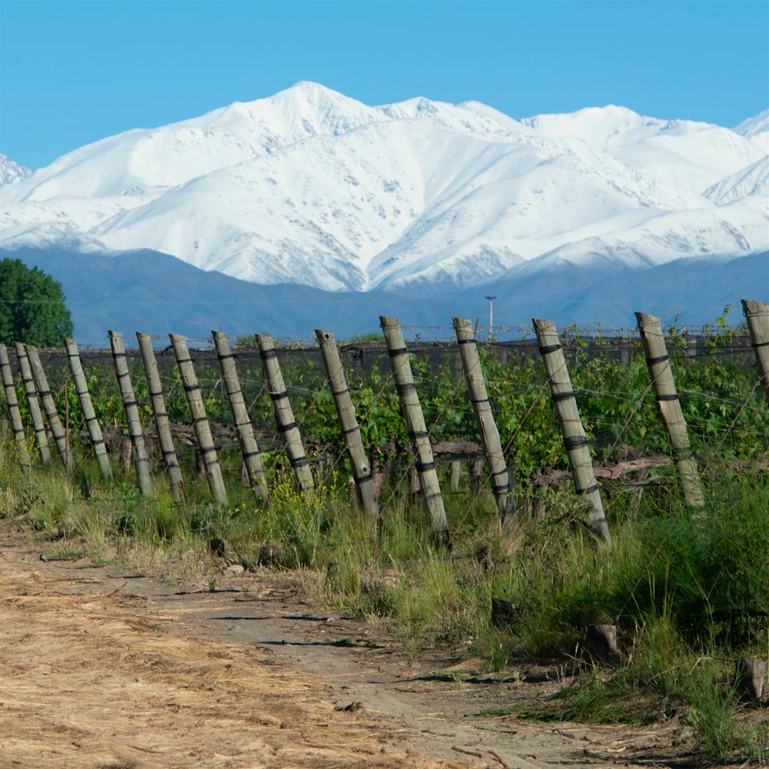 Snowy mountains beyond Tapiz’s vineyards in the San Pablo appellation are a striking indication of the region’s high-altitude <i>terroir</i>.
