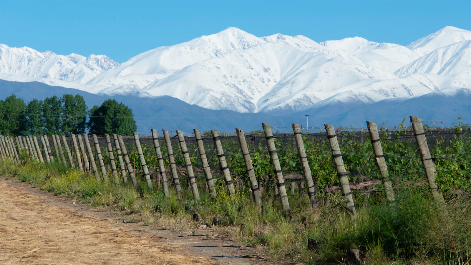 Snowy mountains beyond Tapiz’s vineyards in the San Pablo appellation are a striking indication of the region’s high-altitude <i>terroir</i>.