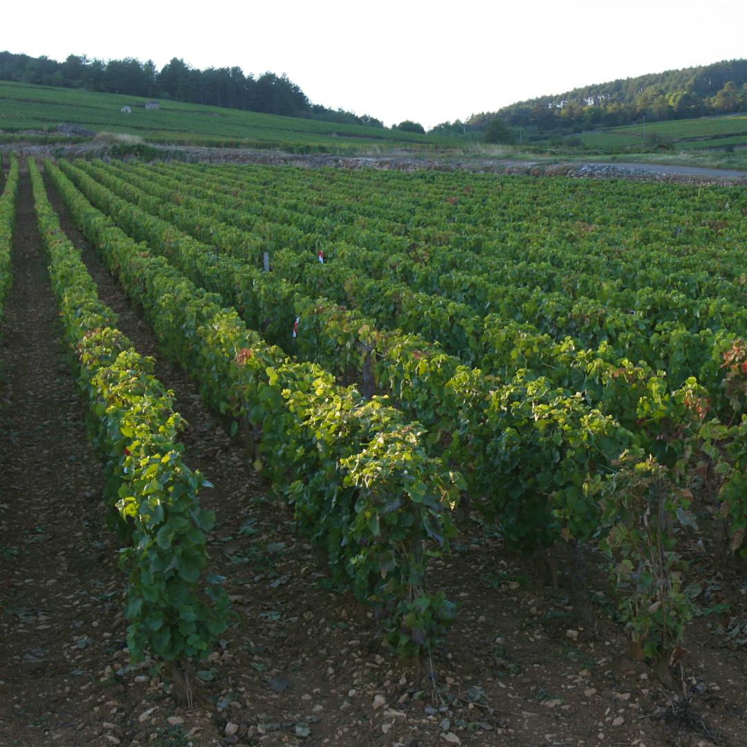 Louis Jadot’s Clos des Ursules vineyard consistently produces some of the longest-lived Pinot Noir in the Côte de Beaune.