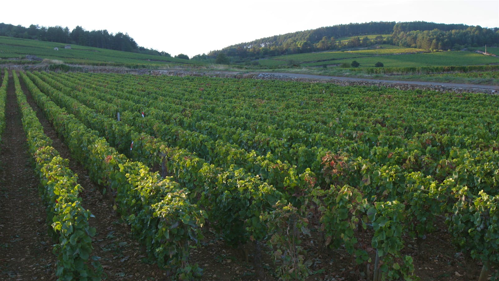 Tasting Louis Jadot's Flagship Beaune Clos des Ursules at 200