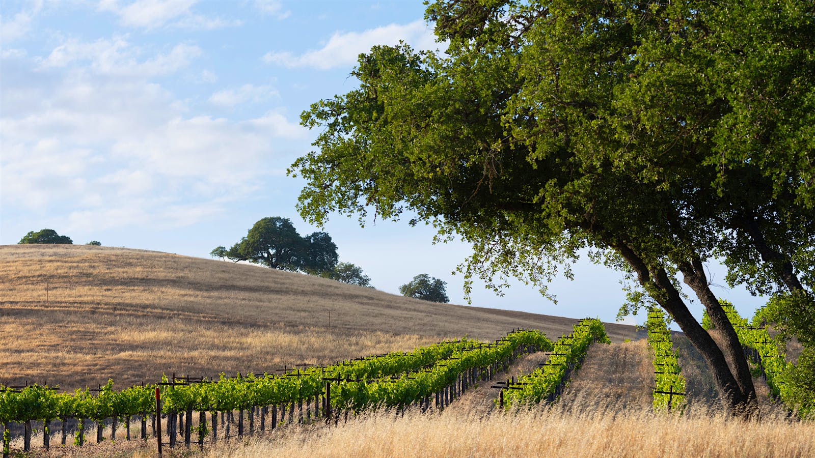 ABCs of Paso Robles