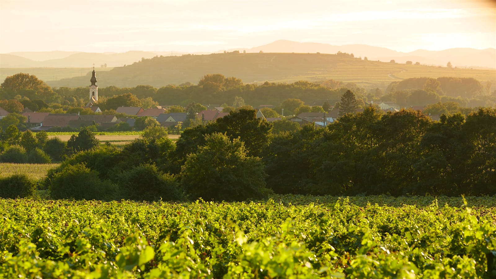 Alluring Austria: Over 180 Wines Reviewed