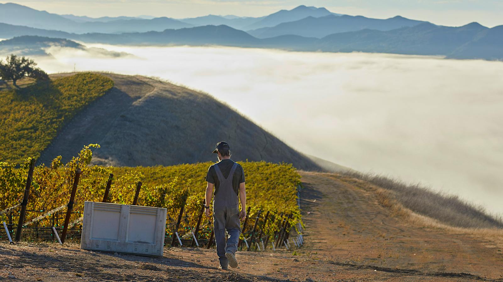 Saxum’s Cayucos Ridge Vineyard is situated at 1,600 feet on a ridgeline of the Santa Lucia Mountain range, less than 4 miles from the ocean.Paso by Paso: Saxum’s Coastal Pursuit