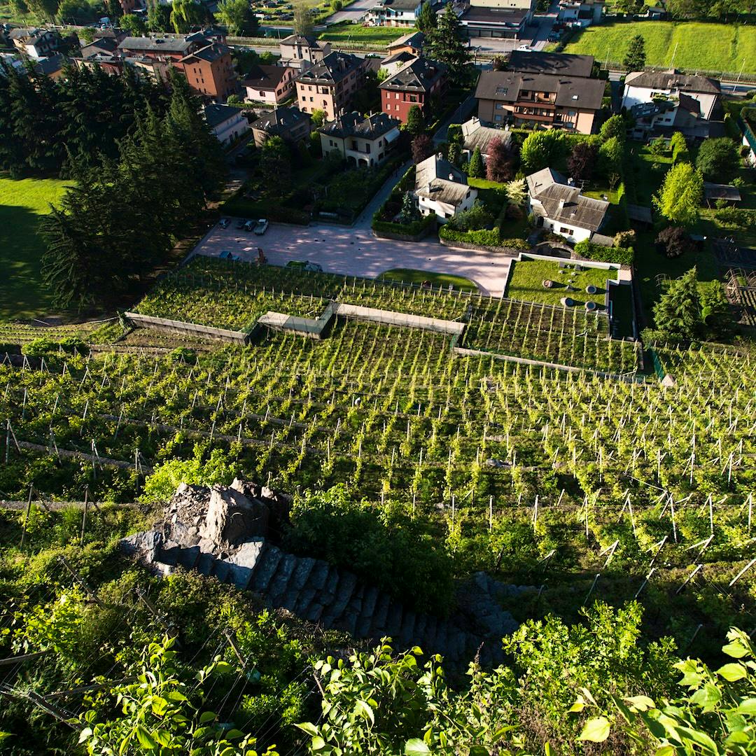 ArPePe vineyard (Courtesy of ArPePe)