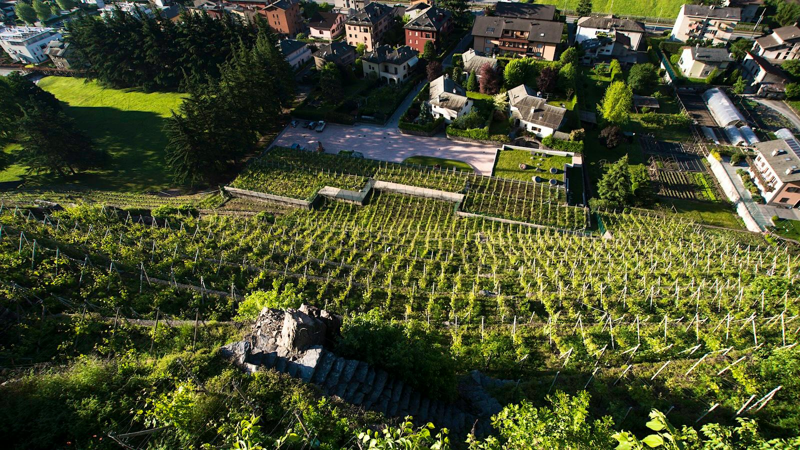 ArPePe vineyard (Courtesy of ArPePe)
