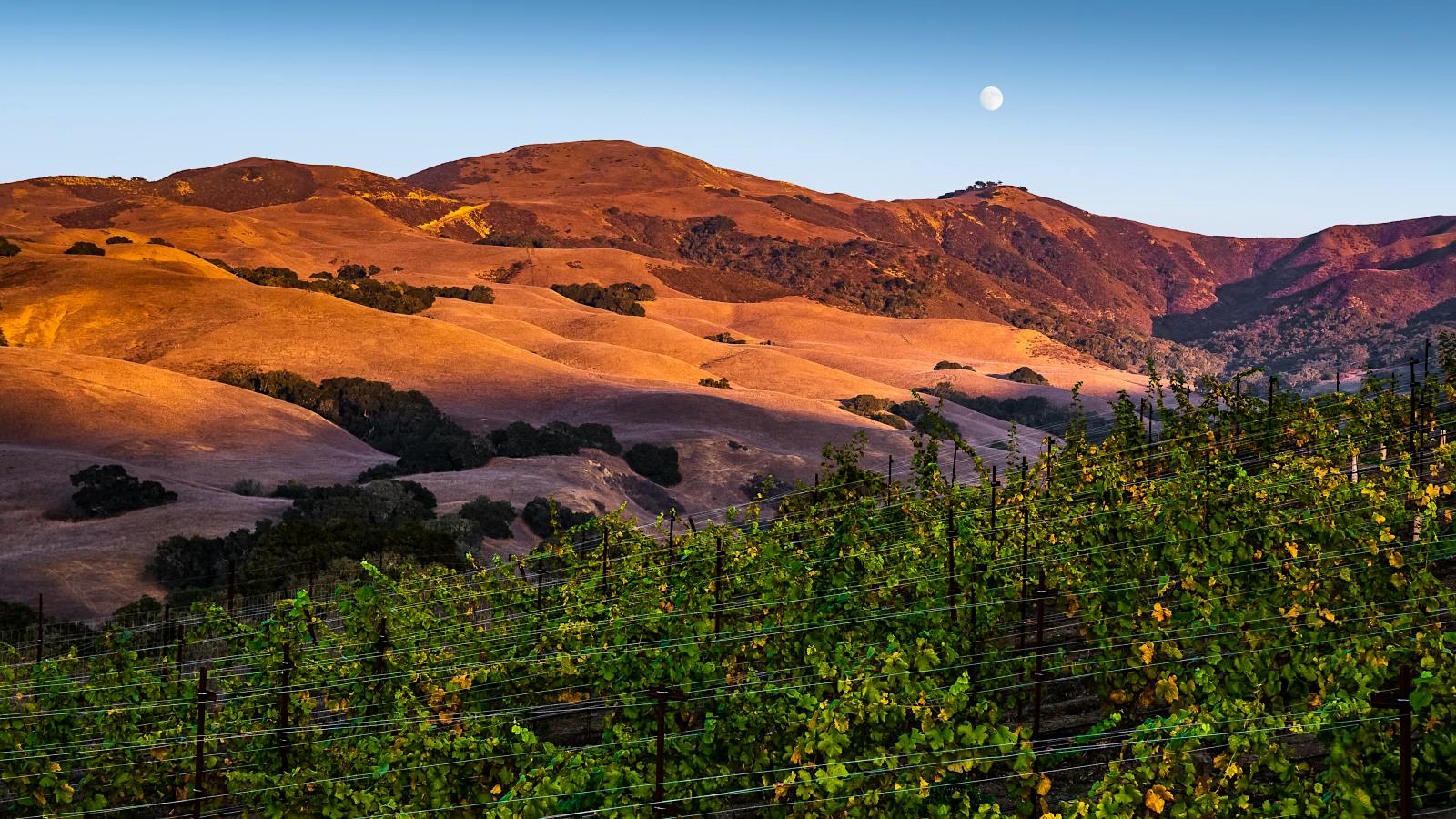 Sta. Rita Hills Wineries to Watch