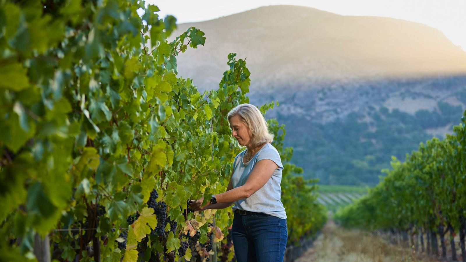 Alison Rodriguez in Silverado Vineyard's Mount George spot in Coombsville.Napa’s Silverado Finds Gold in Coombsville