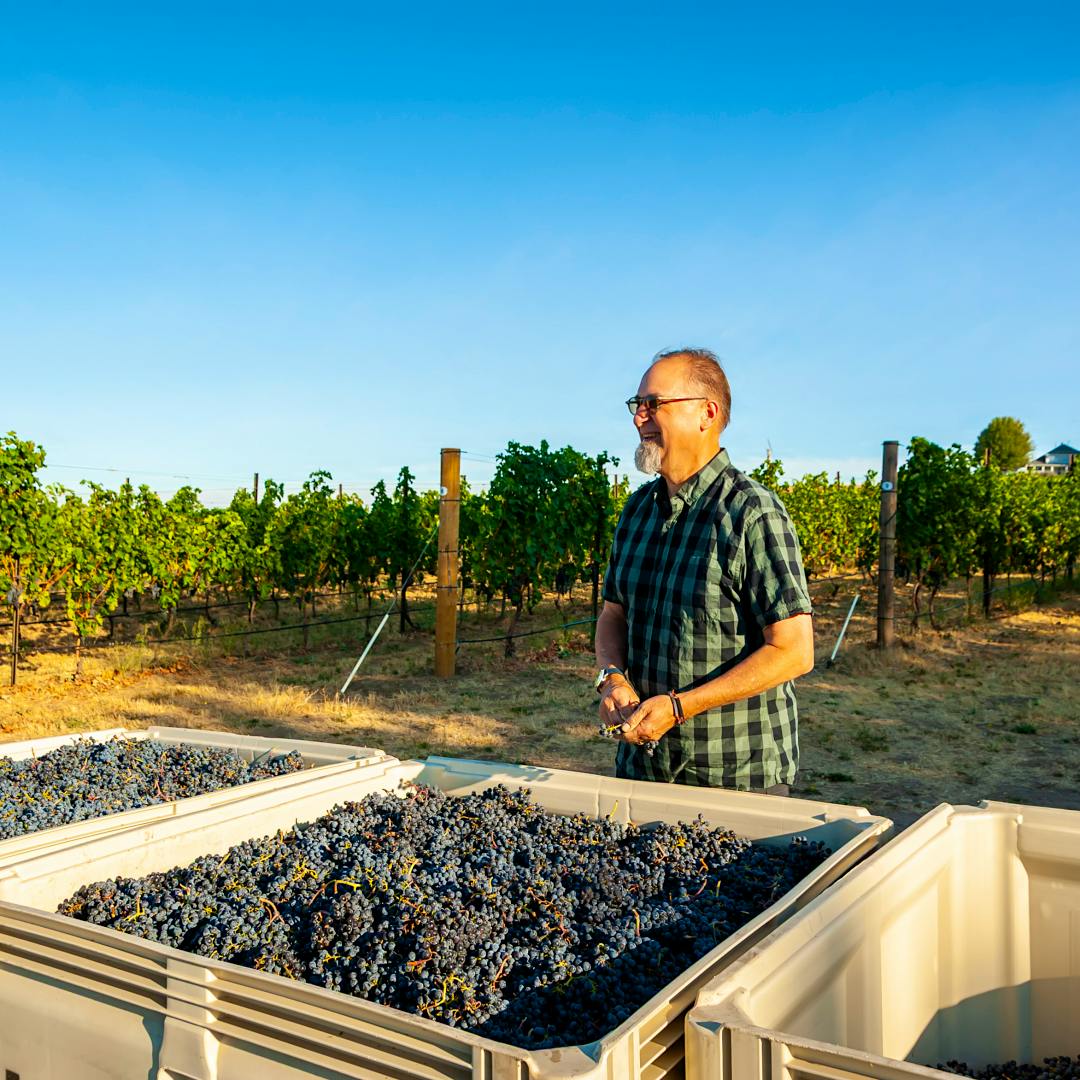 Doug Frost of Echolands with a fresh harvest of grapes.