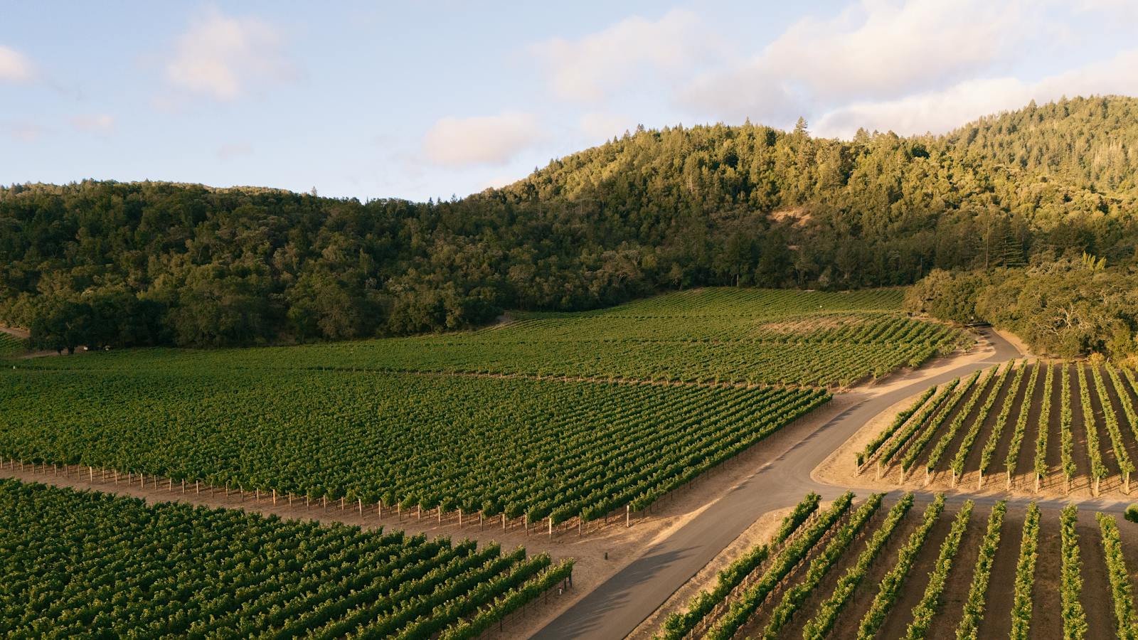 Vine Hill Ranch in Oakville was the source of the two top-scoring wines of the 2023 vintage.