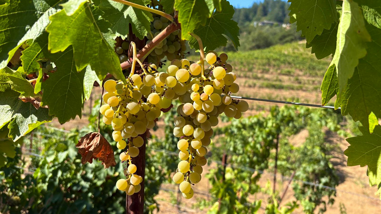 Sonoma’s Hanna Winery Experiments with Sicilian Grapes