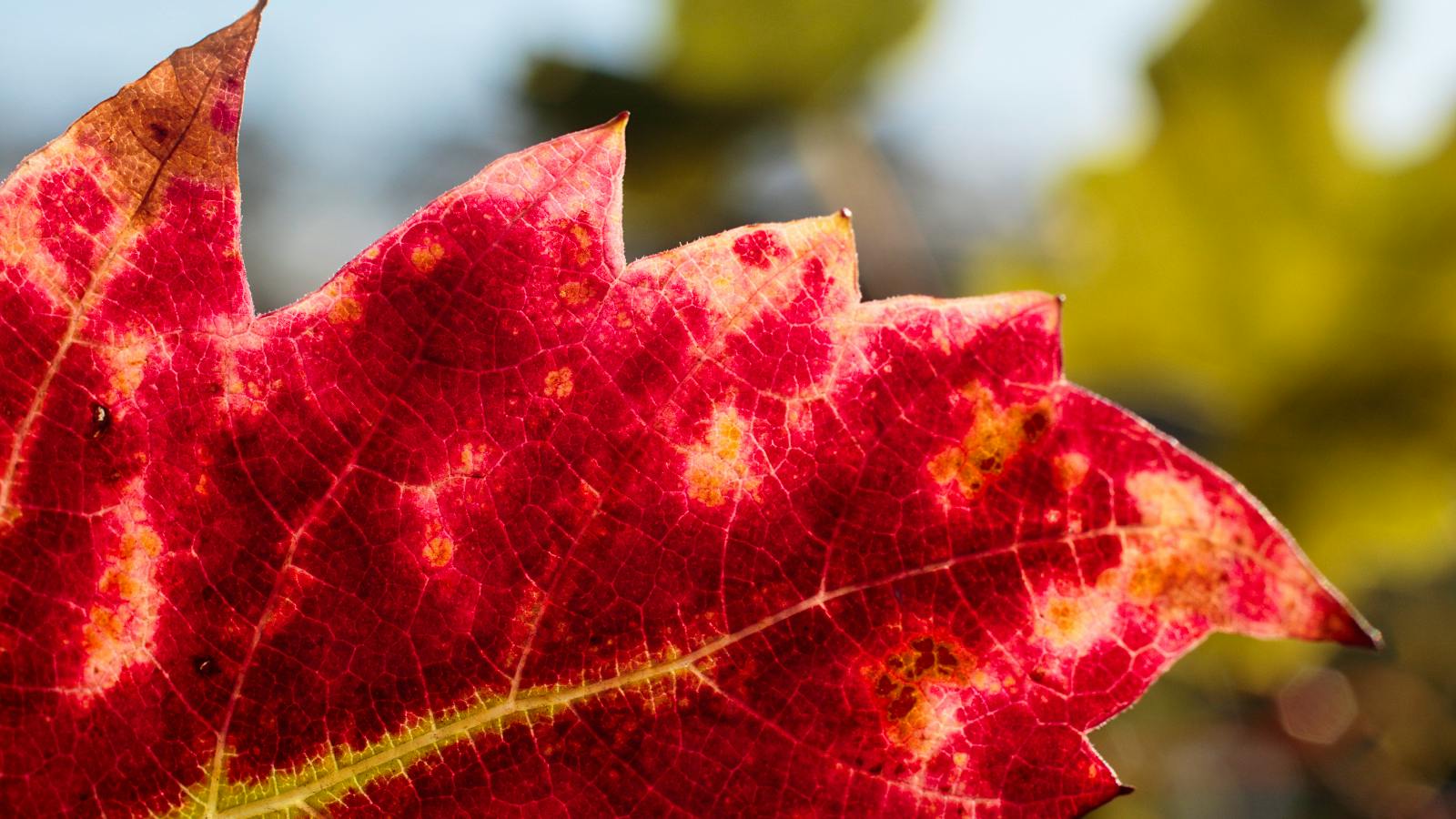 Napa Vintners Launch Effort to Fight Insidious Vine Disease