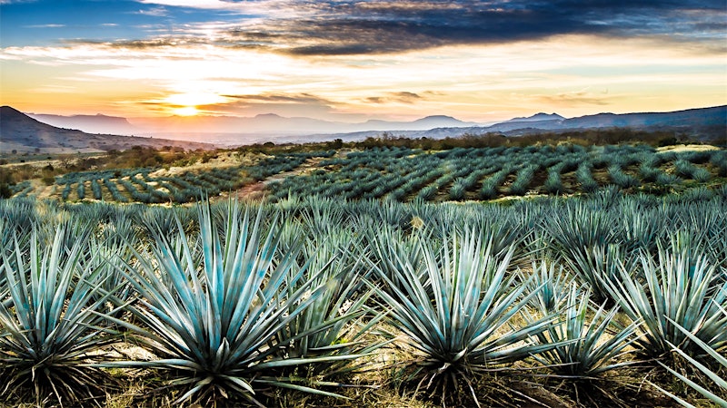 The Tequila Trail