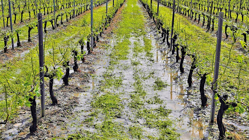Devastating Hailstorms Strike Bordeaux