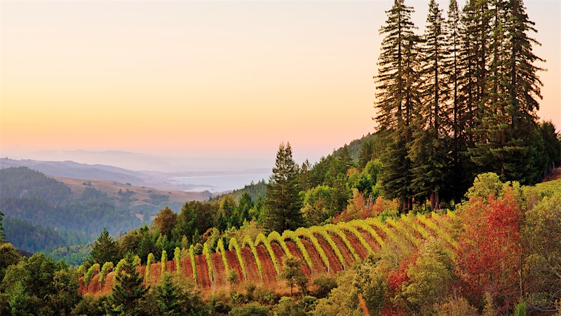The True Sonoma Coast