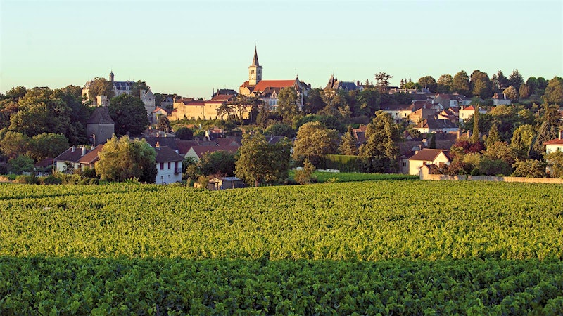Burgundy's Wild Ride
