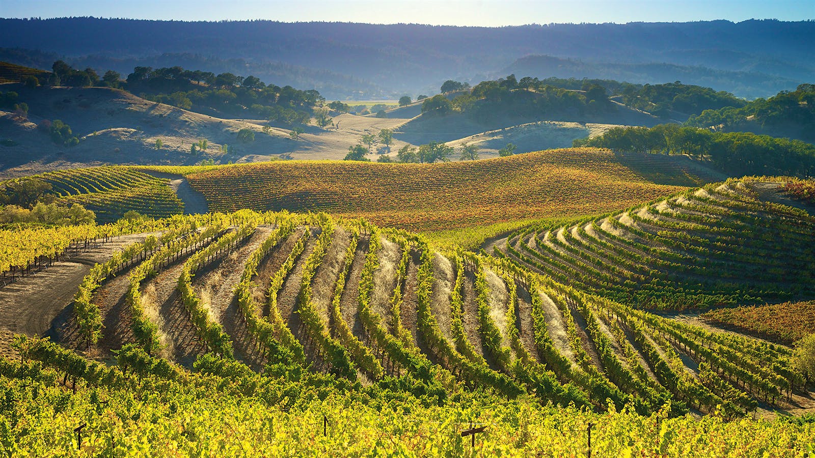 A Golden Age for Sauvignon Blanc