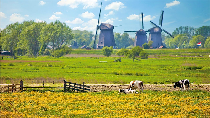Mighty Gouda, Pride of Holland