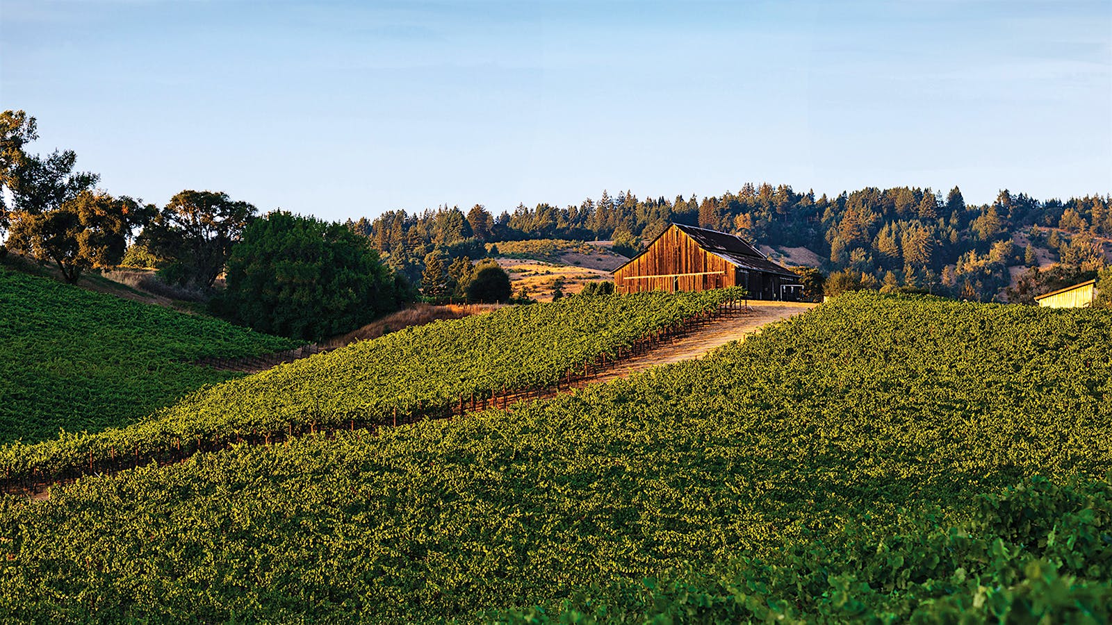 Wine Spectator's Top 100 Wines of 2020