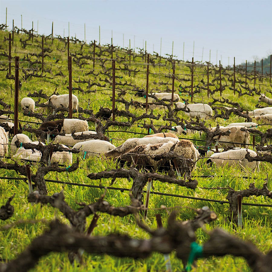 Sheep grazing in Tablas Creek vineyard