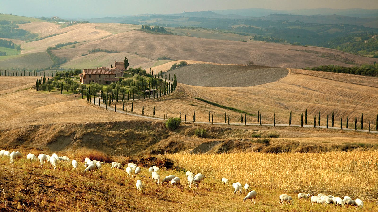 Pecorino: A Tuscan Gastronomic Icon