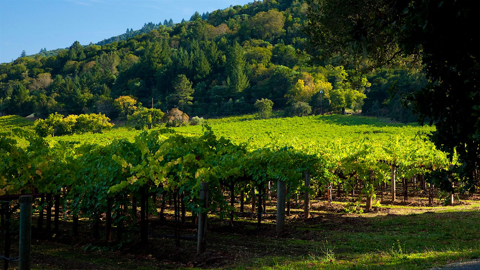 The Story of an Iconic Napa Cabernet