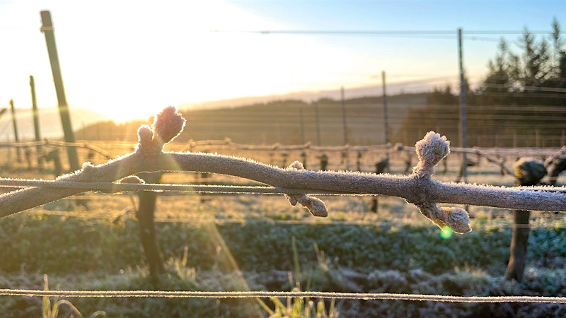 The Increasingly Frequent Threat of Frost