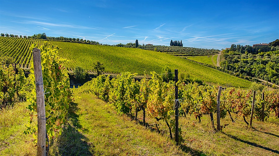 The vineyards of San Felice in Castelnuovo Berardenga