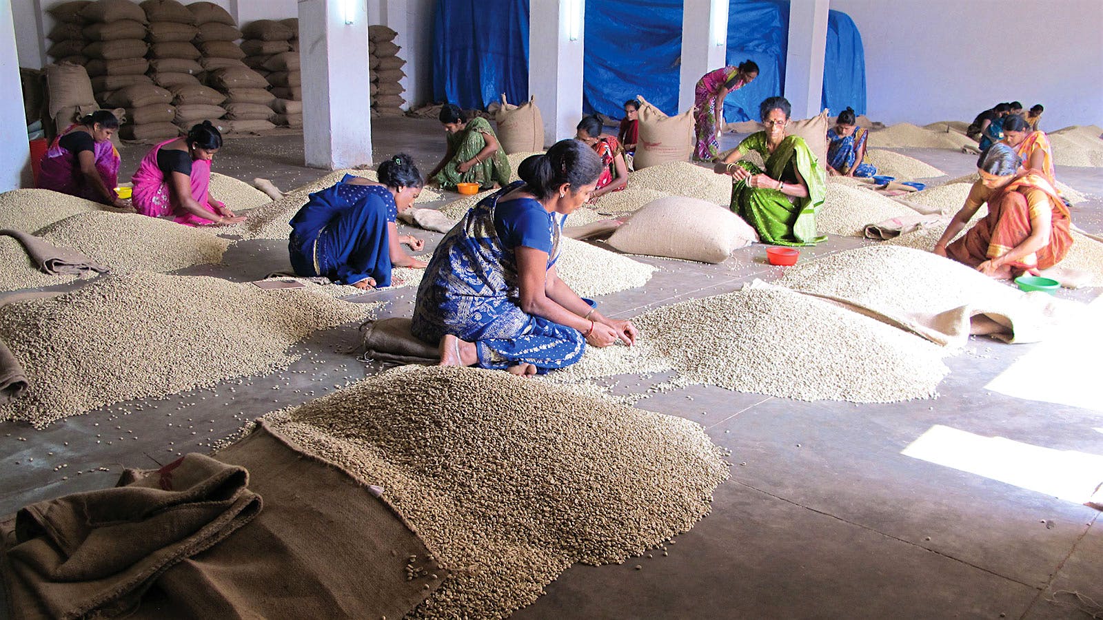 Exploring the Exotic Beans of India