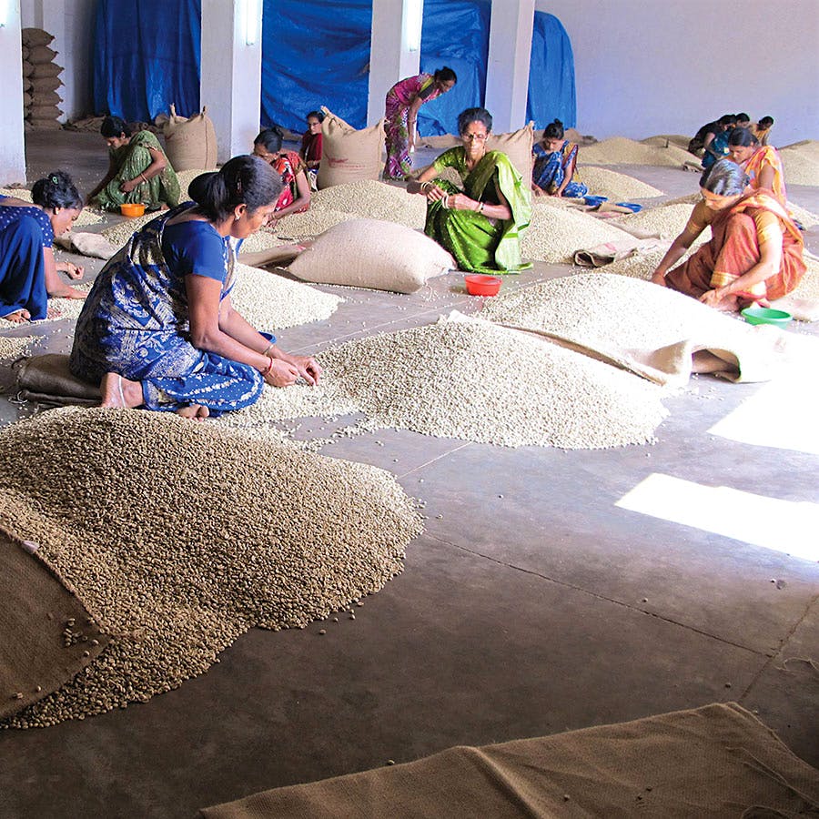 Monsooning is tedious work, but it produces beans with balanced acidity and unique flavors.