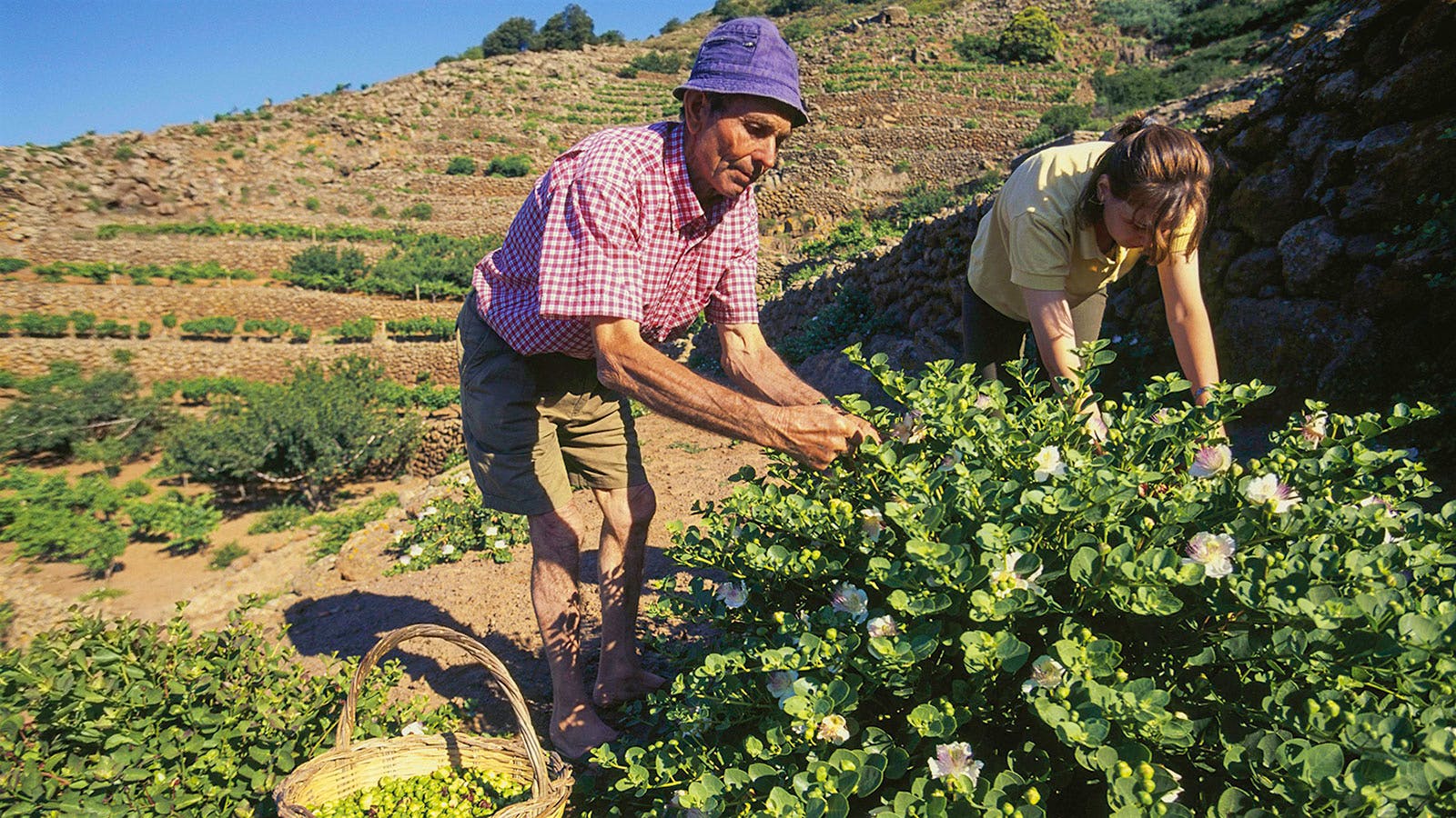 The Great Italian Caper