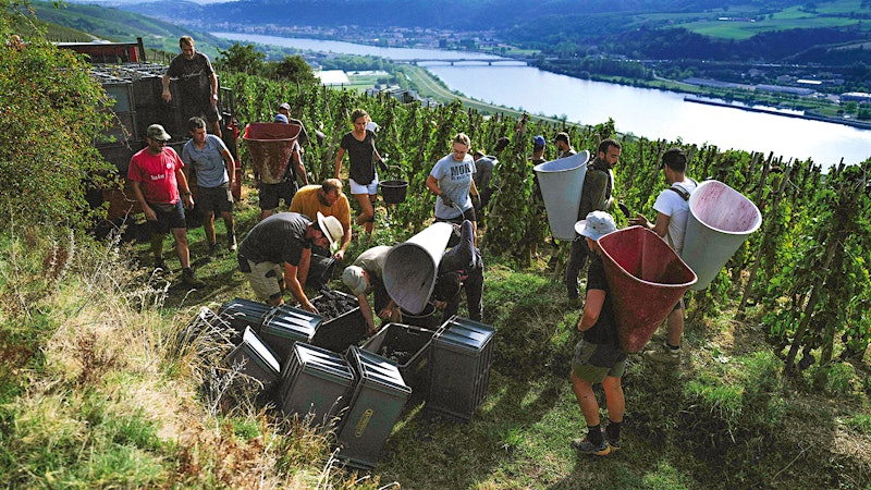 Many Europeans Happy With Harvest