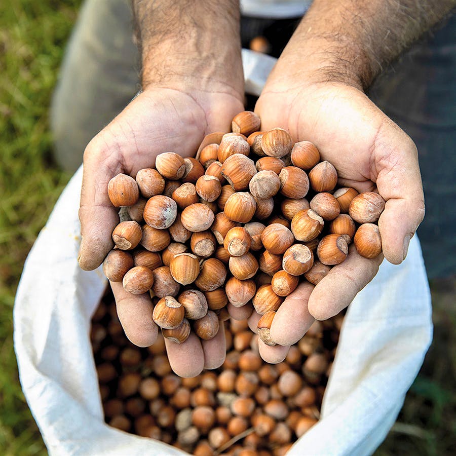 In addition to Nebbiolo grapes, the Ceretto wine family is invested in the Tonda Gentile Trilobata hazelnut variety.