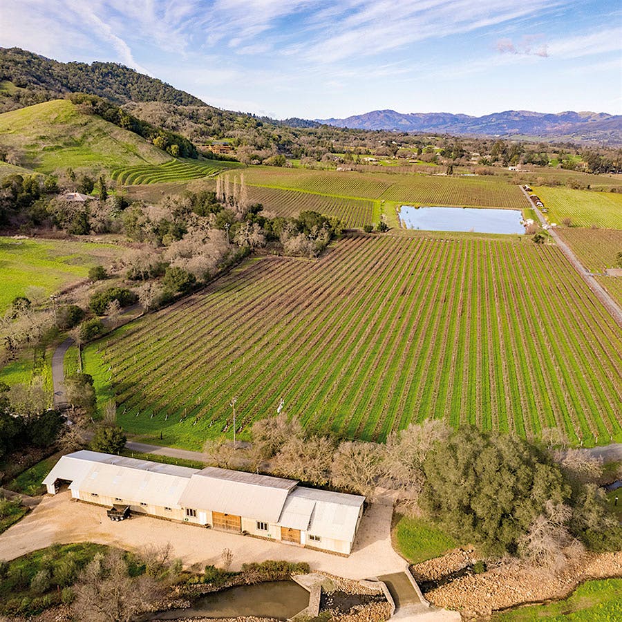 Rombauer's Sauvignon Blanc vineyard in Carneros