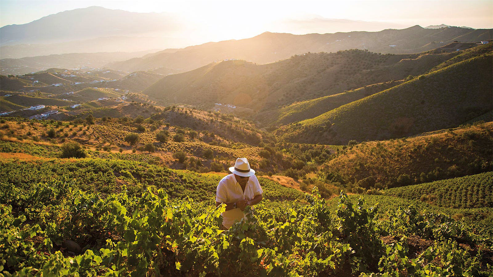 Alphabetical Guide to the Wines of Spain